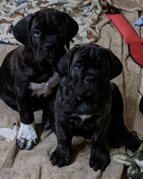 The bests <strong>Cane Corsos</strong> in Phoenix, <strong>Arizona</strong>. . Cane corso for sale az